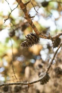 Pine Cone Background Stock Photos