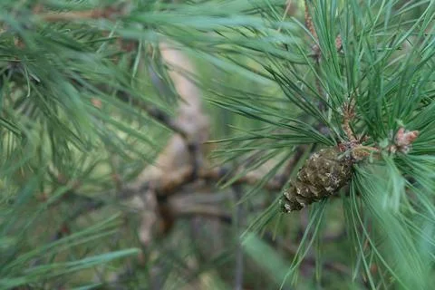 Pine cone on a background of pine needles Stock Photos