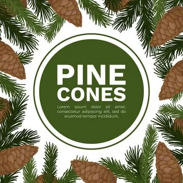 Pine Cone Banner Design with Needle Tree Branch Vector Template Stock Illustration