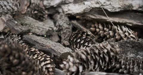 Pine cone on bark, close up Stock Footage 155105612