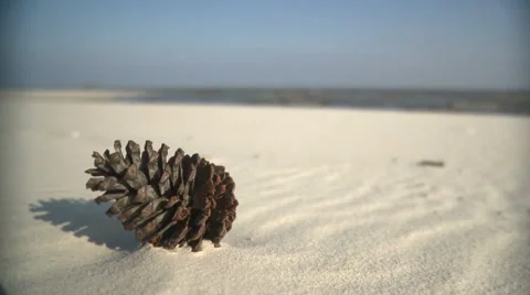 Pine Cone on the beach Stock Footage 1020717