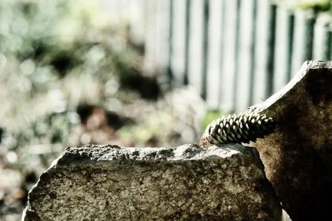 Pine cone between stone slabs on unfocused background Stock Photos