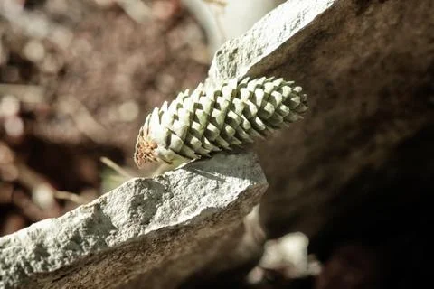 Pine cone between stone slabs close up Stock Photos