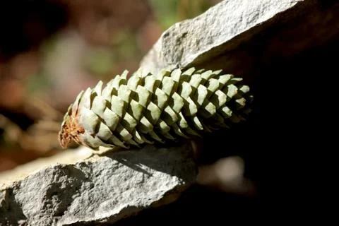 Pine cone between stone slabs close up Foto stock