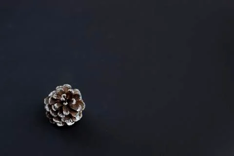 Pine cone on a black background. Creative layou Foto stock