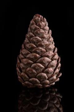 Pine cone on a black background. Stock Photos