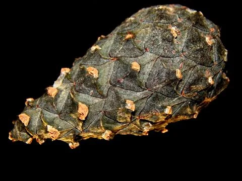 A pine cone on a black background Stock Photos