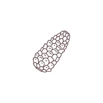 Pine cone black contour vector icon, fir cone botanical hand drawn, natural.. Stock Illustration