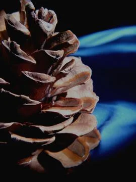 Pine cone on blue background Stock Photos
