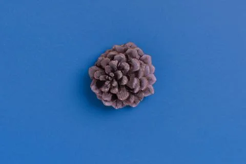 Pine cone on blue background. Top view, flat lay, copy space Stock-Fotos
