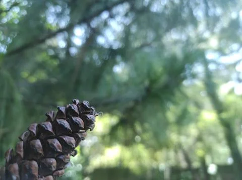 Pine cone with blurred tree background Stock Photos