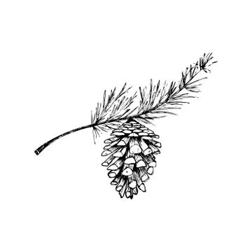 Pine cone. Botanical hand-drawn vector illustration. Isolated Christmas cone. Illustrazione stock