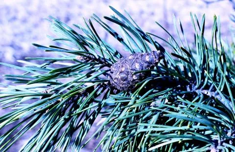 A pine cone on a branch close up Stock Photos
