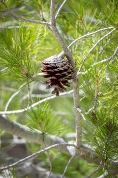 Pine cone on the branch of a conifer Stock Photos