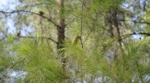 Pine cone on a branch Stock Footage 32932866