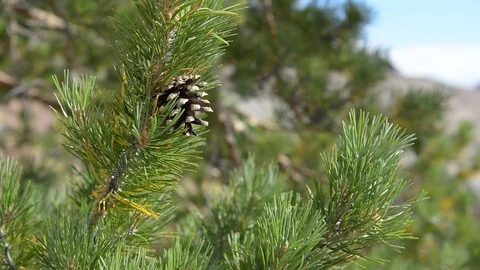 Pine Cone on a branch 動画素材 114736596