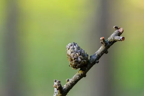 Pine cone on a branch with green background Stock Photos