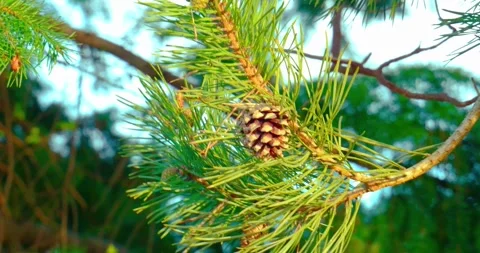 Pine cone on branch with green needles in sunlight Stock Footage 334683860