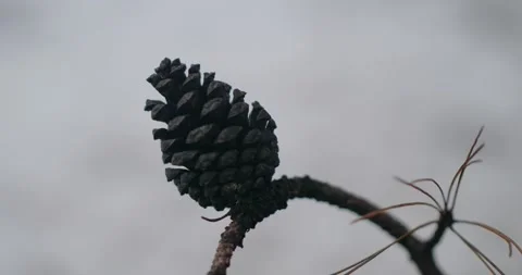 Pine cone on a branch. half open pine cone on a branch on a blurred background Stock Footage 147747693