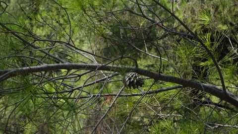 Pine cone on branch moved by the wind in Evia, Greece 库存影片 116829701