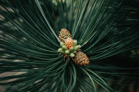 Pine cone on a branch with needles Stock Photos