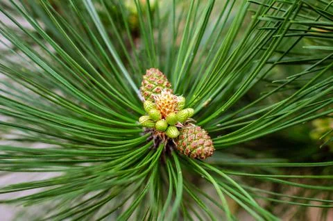 Pine cone on a branch with needles Stock Photos