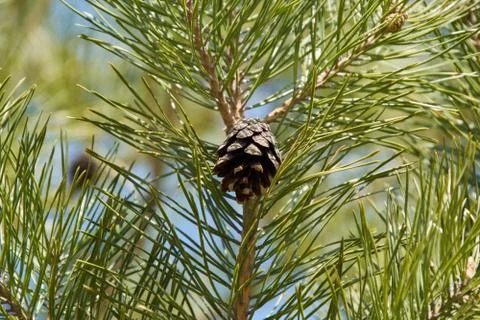 Pine cone on a branch in needles Stock Photos