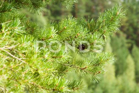 Pine cone on branch Stock Photos