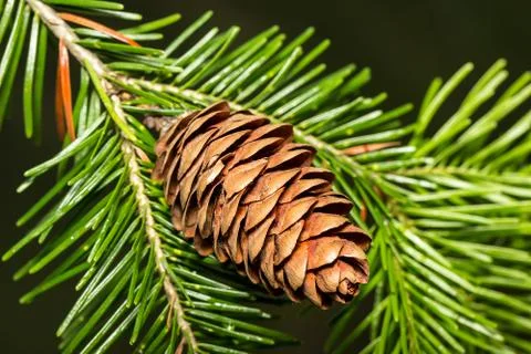 Pine cone on a branch Stock Photos