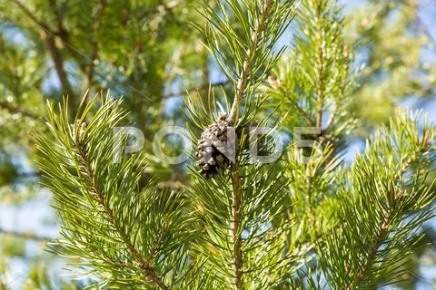 Pine Cone On Branch