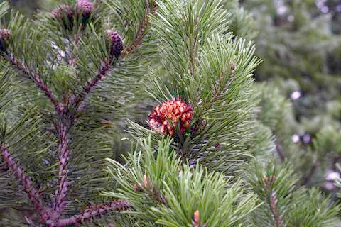 Pine cone on a branch Stock Photos