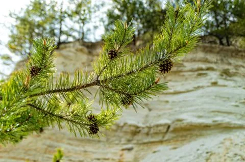 Pine Cone on a branch Stock Photos