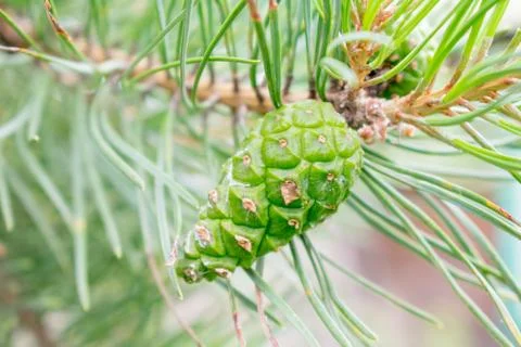 Pine cone on a branch Stock Photos