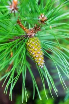 Pine cone on a branch Stock Photos