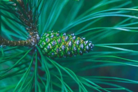 Pine cone on a branch Foto stock