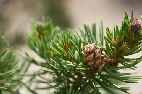 Pine Cone On Branch Stock-Fotos