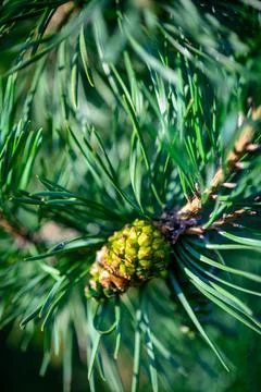 A pine cone on a branch Stock Photos