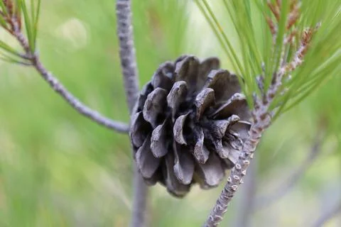 Pine cone branch Stock Photos