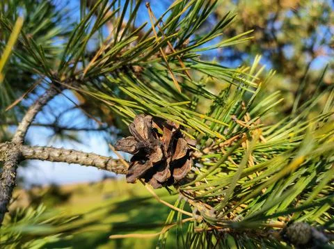 Pine cone branch. Pine cone texture Stock Photos