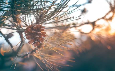 Pine cone on a branch with pine needles is illuminated by the sun's rays Stock Photos