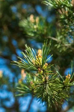 Pine Cone on Branch in Springtime Stock Photos