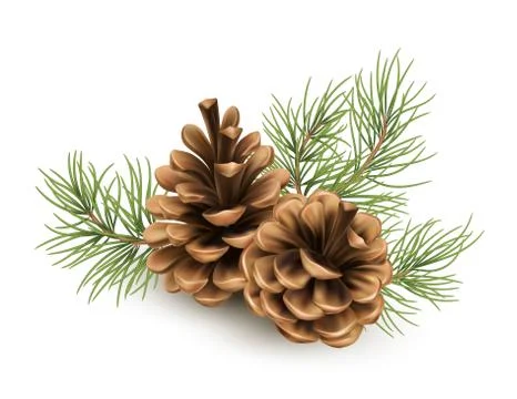 Pine cone with a branch of spruce needles isolated on a white background Stock Illustration