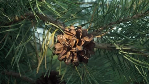 Pine cone on branch surrounded by green pine needles, showcasing natural Stock Footage 337430447