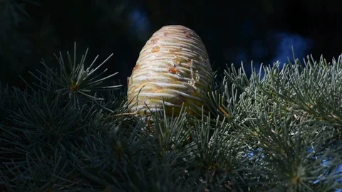 A pine cone on the branches of a pine Stock Footage 112777619