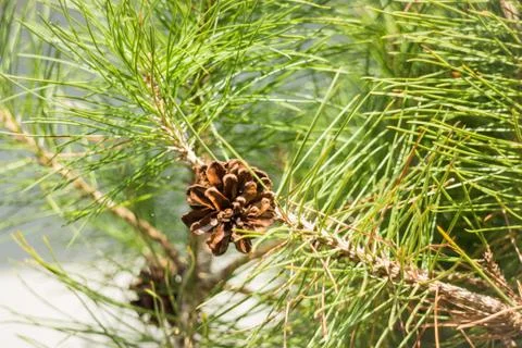 Pine cone on branches of tree in summer Stock Photos