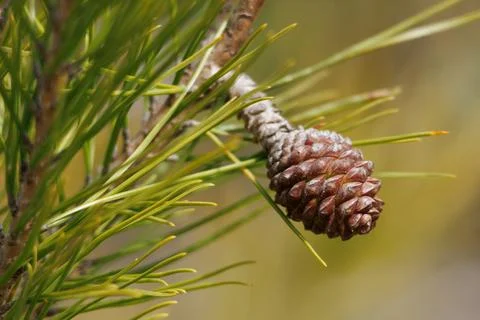 Pine cone bud in spring, pinus halepensis, Alcoy, Spain Photos
