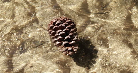 A pine cone is carried by the current of a crystal-clear river Vídeos de archivo 335728440