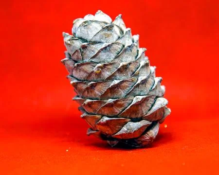 Pine cone, cedar bump on uniform background Stock Photos