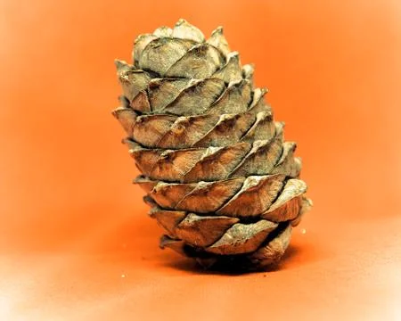 Pine cone, cedar bump on uniform background Stock Photos