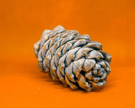 Pine cone, cedar bump on uniform background Stock Photos